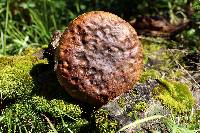 Boletus subvelutipes image