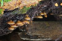 Psilocybe yungensis image