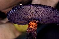 Cortinarius violaceus image