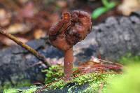 Gyromitra infula image