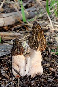 Morchella snyderi image