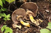 Agaricus xanthodermus image