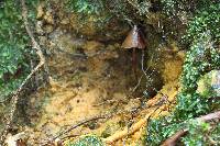 Psilocybe neoxalapensis image