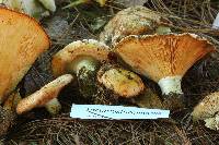 Lactarius torminosus image