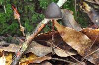 Psilocybe neoxalapensis image