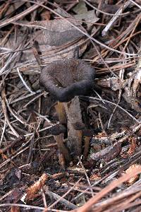 Craterellus cornucopioides image