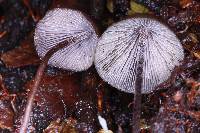 Psilocybe neoxalapensis image