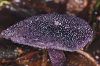 Cortinarius violaceus image