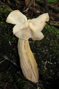 Helvella crispa image