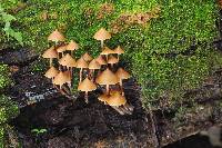 Psilocybe yungensis image