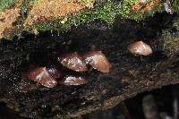 Psilocybe yungensis image