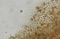 Psilocybe neoxalapensis image