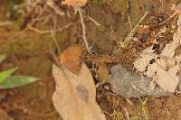 Psilocybe mexicana image