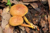 Pulveroboletus ravenelii image