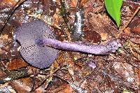 Cortinarius violaceus image