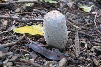 Coprinus comatus image