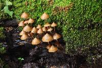 Psilocybe yungensis image