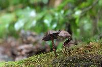 Psilocybe yungensis image