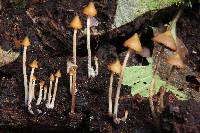 Psilocybe yungensis image