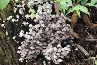 Coprinellus disseminatus image