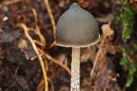 Psilocybe neoxalapensis image