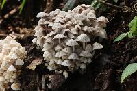 Coprinellus disseminatus image