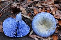 Lactarius indigo image