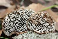Hexagonia hirta image