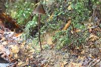 Psilocybe neoxalapensis image