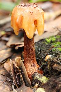 Amanita rubescens image