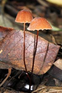 Marasmius siccus image