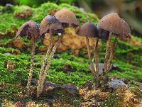 Psilocybe yungensis image