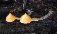 Psilocybe yungensis image