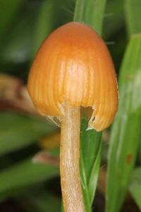 Psilocybe mexicana image