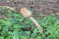 Macrolepiota colombiana image