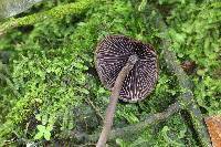 Psilocybe neoxalapensis image