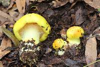 Cortinarius fulvocitrinus image