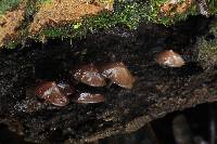 Psilocybe yungensis image