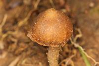 Psilocybe mexicana image