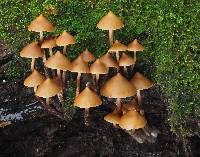 Psilocybe yungensis image