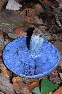 Lactarius indigo image