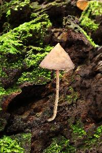 Psilocybe yungensis image