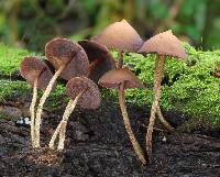 Psilocybe yungensis image