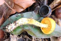 Pulveroboletus curtisii image