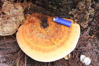 Ganoderma meredithiae image