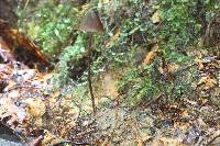 Psilocybe neoxalapensis image