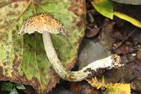 Austroboletus neotropicalis image