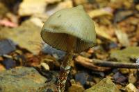 Psilocybe zapotecorum image