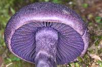 Cortinarius violaceus image