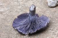 Omphalotus mexicanus image